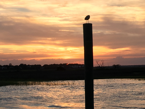 Goodnight seagull Goodnight seagull