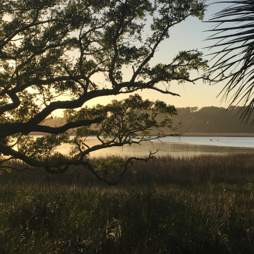 Beautiful low country grand oak. Beautiful low country grand oak.